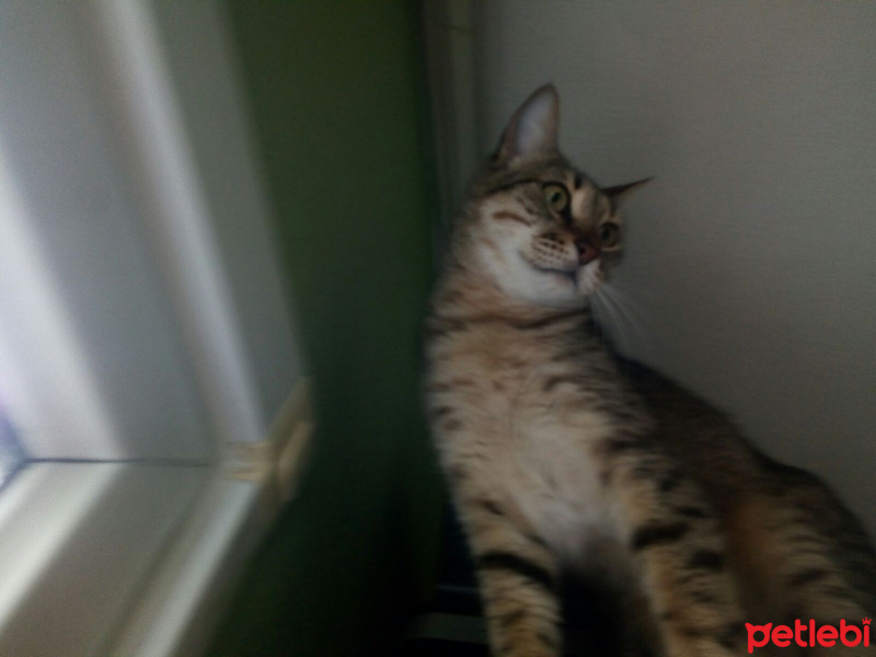 Tekir Kedi, Kedi  Vişne fotoğrafı