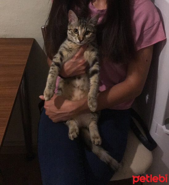 Tekir Kedi, Kedi  Hera fotoğrafı