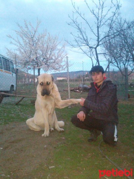 Kangal, Köpek  İvan fotoğrafı