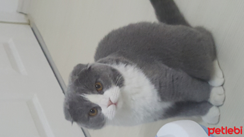 Scottish Fold, Kedi  PATİ fotoğrafı