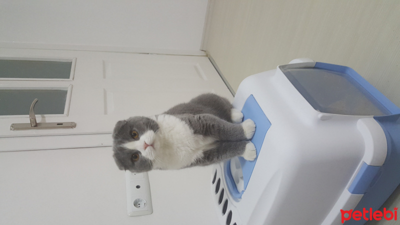 Scottish Fold, Kedi  PATİ fotoğrafı