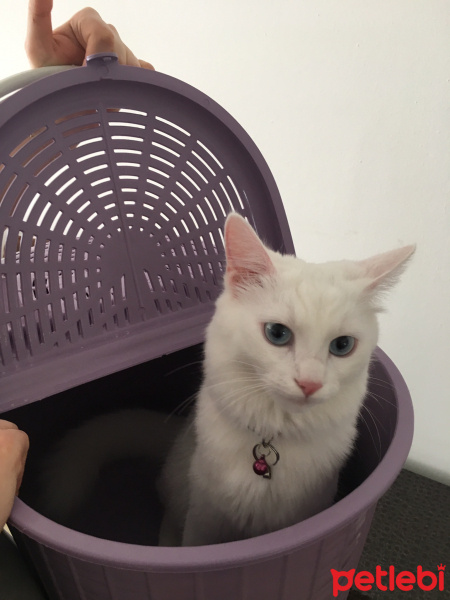 Ankara Kedisi, Kedi  Seres fotoğrafı