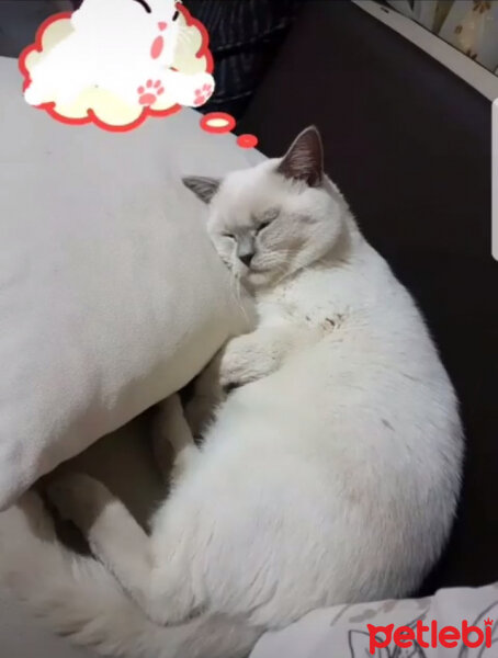 British Shorthair, Kedi  prens fotoğrafı