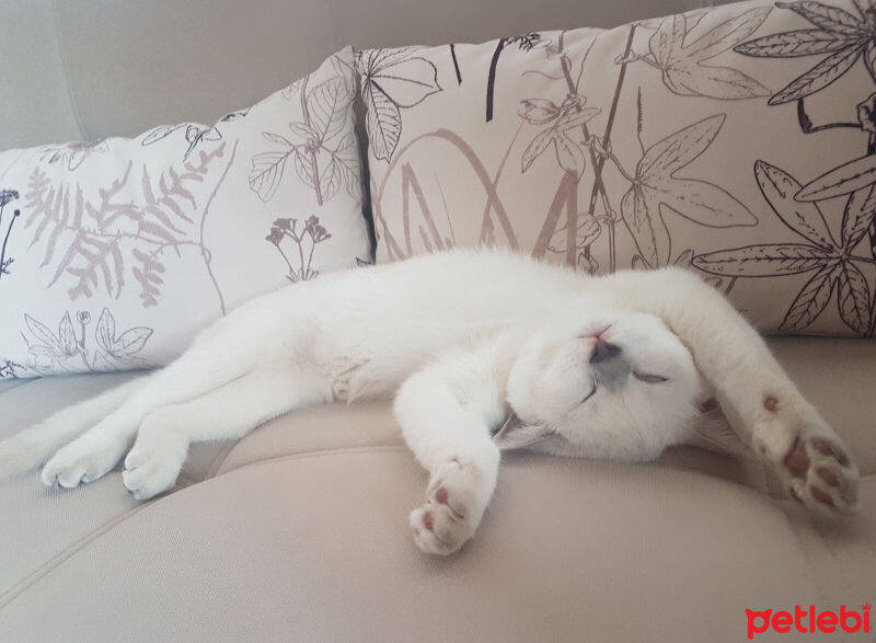 British Shorthair, Kedi  prens fotoğrafı