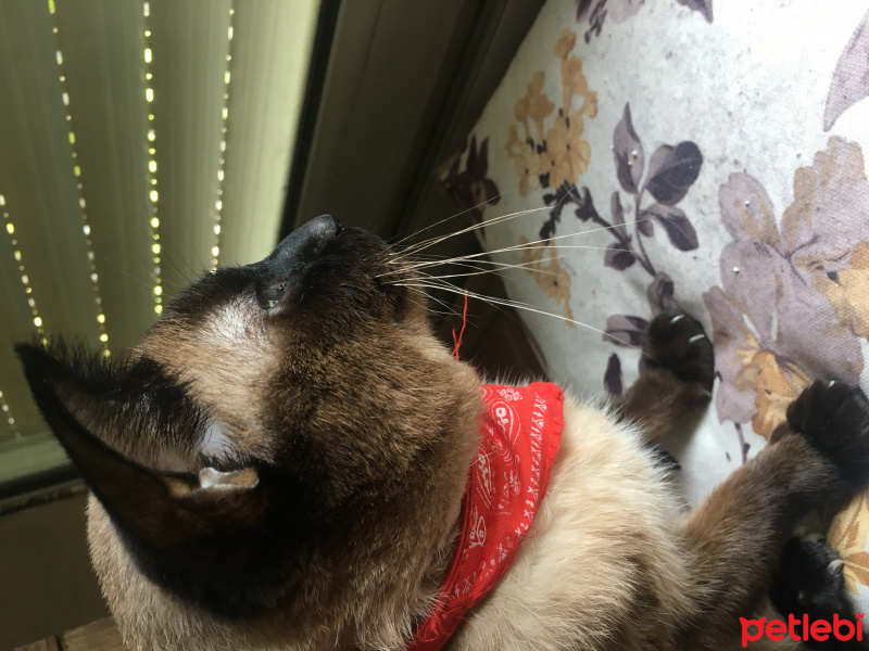 Siyam Kedisi, Kedi  Turşu fotoğrafı