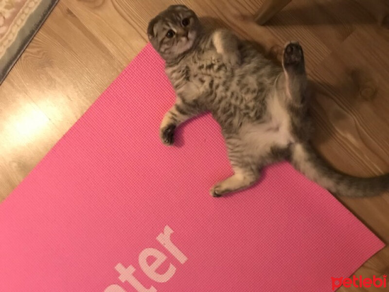 Scottish Fold, Kedi  Chia fotoğrafı