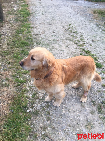 Golden Retriever, Köpek  YAVRUMUZA SAHİPLENECEK İYİ BAKACAK YUVA ARIYORUZ fotoğrafı
