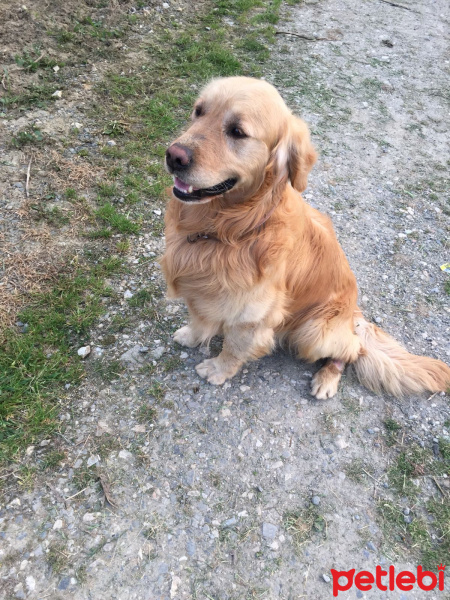 Golden Retriever, Köpek  YAVRUMUZA SAHİPLENECEK İYİ BAKACAK YUVA ARIYORUZ fotoğrafı
