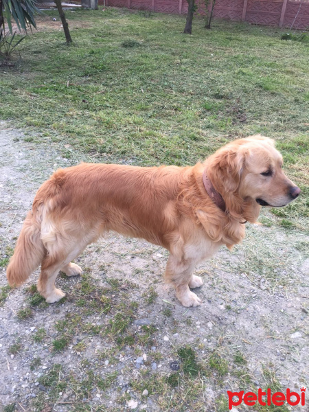 Golden Retriever, Köpek  YAVRUMUZA SAHİPLENECEK İYİ BAKACAK YUVA ARIYORUZ fotoğrafı