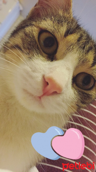 Tekir Kedi, Kedi  Lucy fotoğrafı