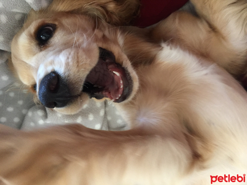Amerikan Cocker Spaniel, Köpek  Ginger fotoğrafı