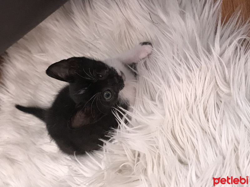 Tekir Kedi, Kedi  Gece fotoğrafı