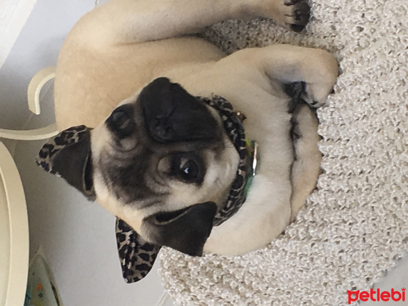 Pug, Köpek  Mila fotoğrafı