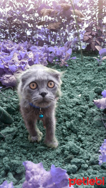 Scottish Fold, Kedi  Mia fotoğrafı