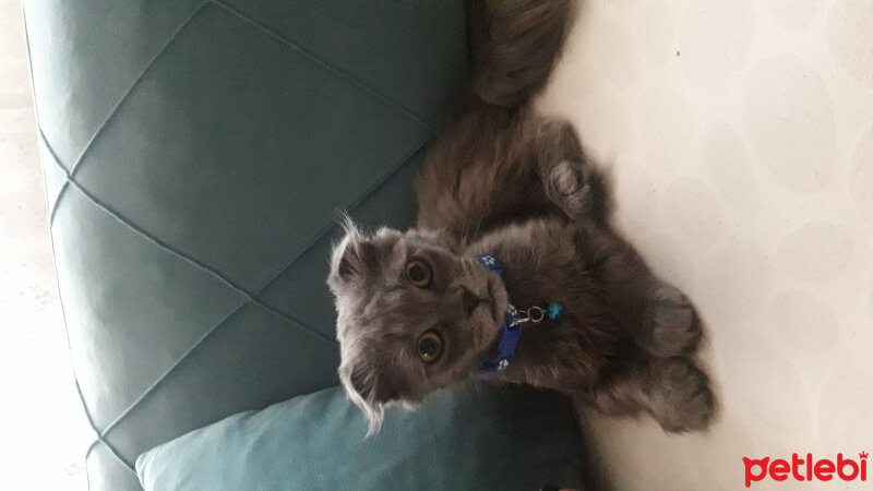 Scottish Fold, Kedi  Mia fotoğrafı