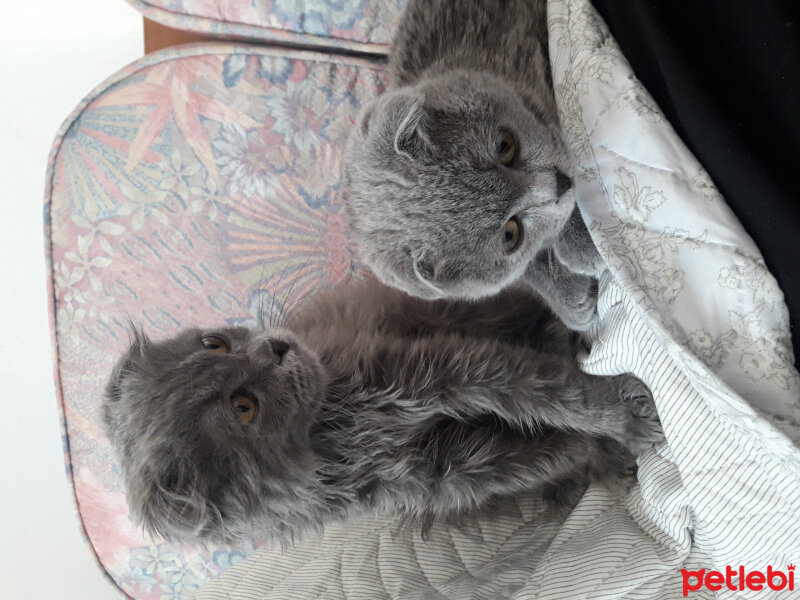 Scottish Fold, Kedi  Mia fotoğrafı