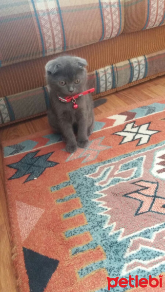 Scottish Fold, Kedi  Toprak fotoğrafı