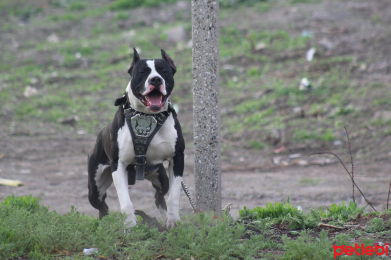 Boxer, Köpek  Paşa fotoğrafı