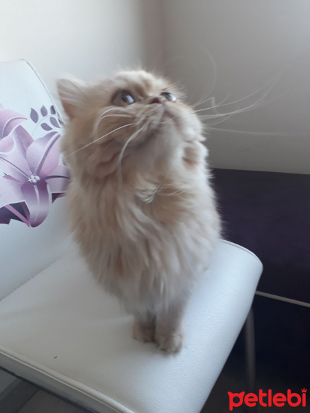 İran Kedisi (Persian), Kedi  Mikrop fotoğrafı