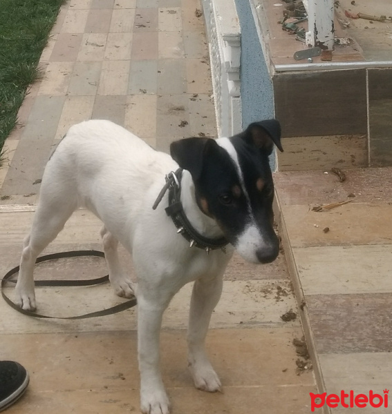 Jack Russell Terrier, Köpek  Badi fotoğrafı