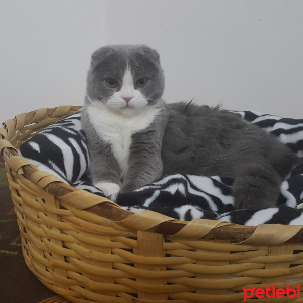 Scottish Fold, Kedi  PATİ fotoğrafı