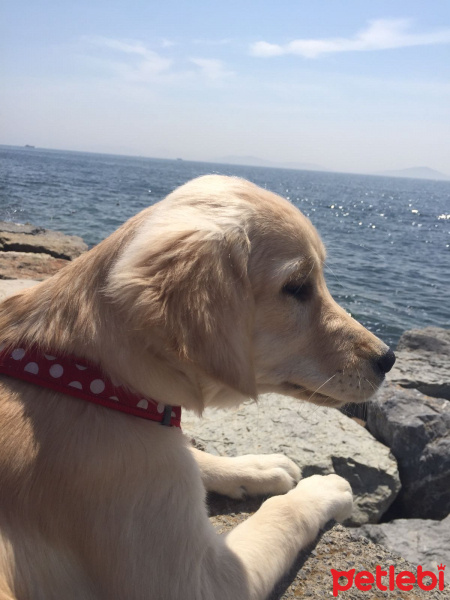 Golden Retriever, Köpek  Mia fotoğrafı