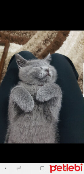 British Shorthair, Kedi  Darwin fotoğrafı