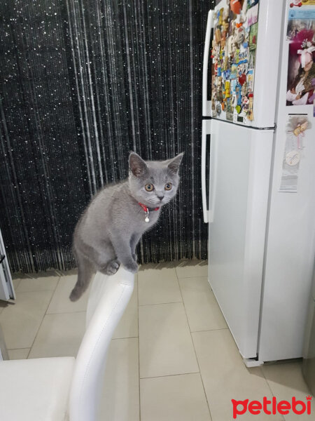 British Shorthair, Kedi  Darwin fotoğrafı