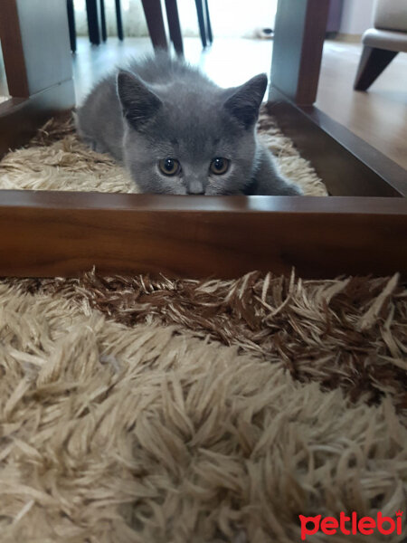 British Shorthair, Kedi  Darwin fotoğrafı