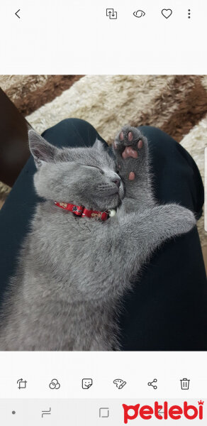 British Shorthair, Kedi  Darwin fotoğrafı