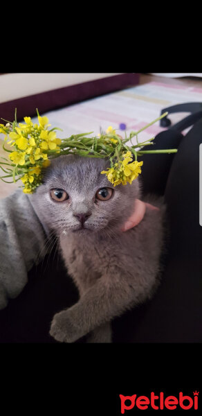 British Shorthair, Kedi  Darwin fotoğrafı