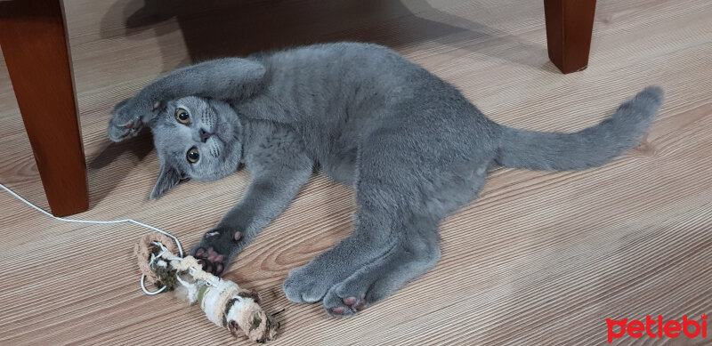 British Shorthair, Kedi  Darwin fotoğrafı