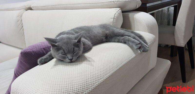 British Shorthair, Kedi  Darwin fotoğrafı