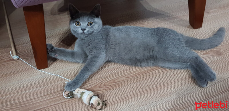 British Shorthair, Kedi  Darwin fotoğrafı