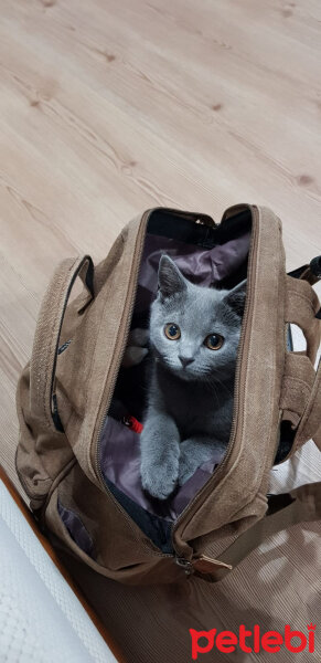 British Shorthair, Kedi  Darwin fotoğrafı