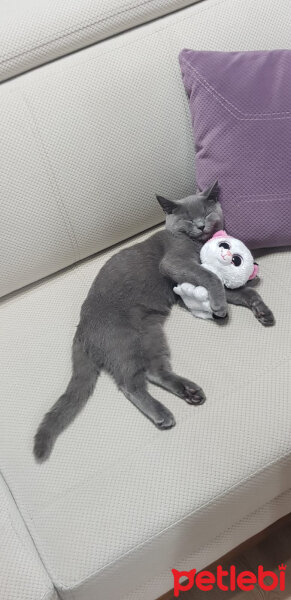 British Shorthair, Kedi  Darwin fotoğrafı