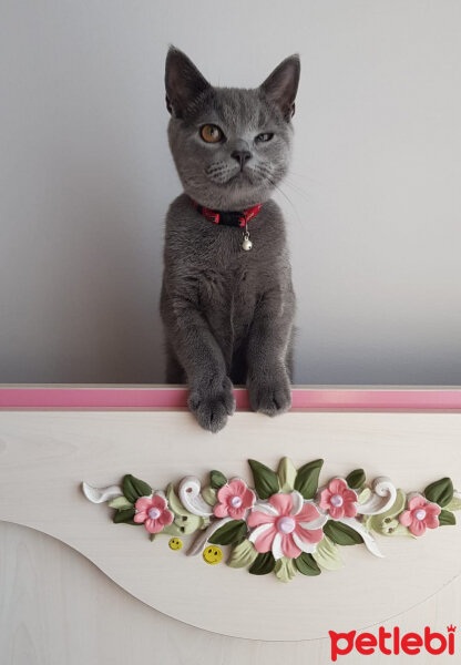 British Shorthair, Kedi  Darwin fotoğrafı