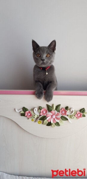 British Shorthair, Kedi  Darwin fotoğrafı