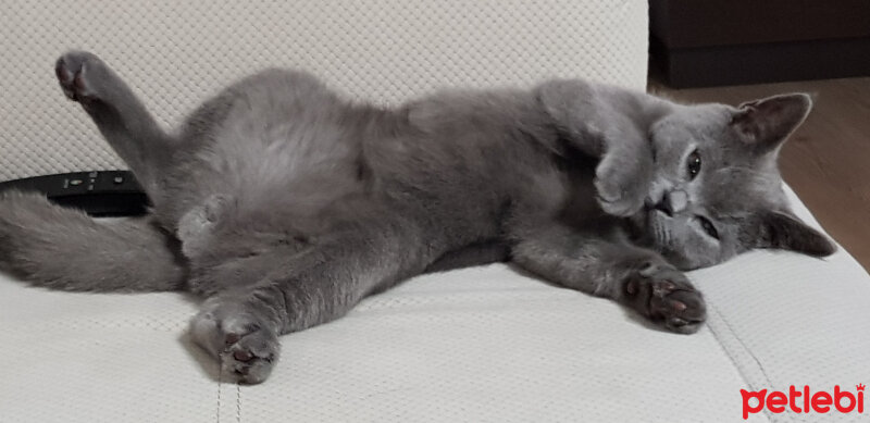 British Shorthair, Kedi  Darwin fotoğrafı