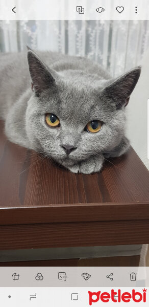 British Shorthair, Kedi  Darwin fotoğrafı