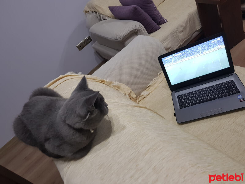 British Shorthair, Kedi  Darwin fotoğrafı