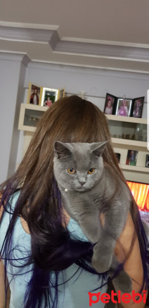 British Shorthair, Kedi  Darwin fotoğrafı