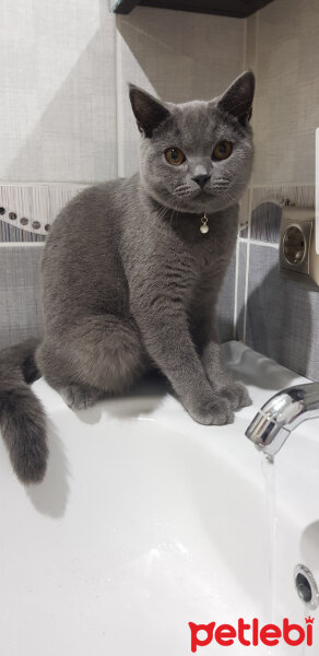 British Shorthair, Kedi  Darwin fotoğrafı