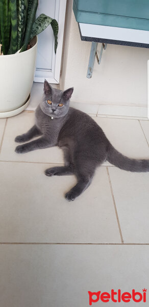 British Shorthair, Kedi  Darwin fotoğrafı