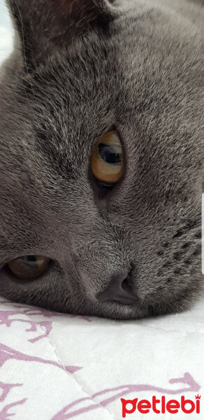 British Shorthair, Kedi  Darwin fotoğrafı