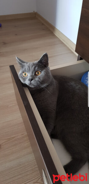 British Shorthair, Kedi  Darwin fotoğrafı