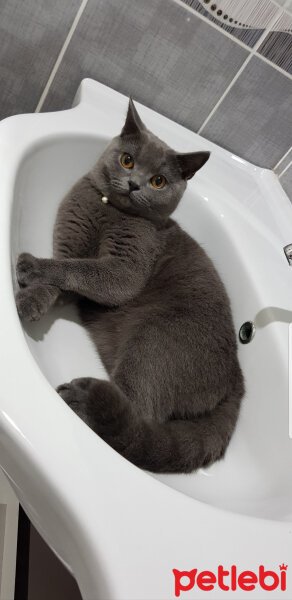 British Shorthair, Kedi  Darwin fotoğrafı