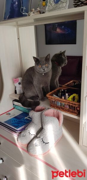 British Shorthair, Kedi  Darwin fotoğrafı