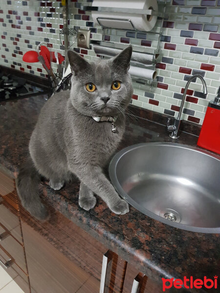 British Shorthair, Kedi  Darwin fotoğrafı