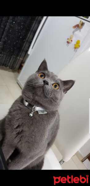 British Shorthair, Kedi  Darwin fotoğrafı